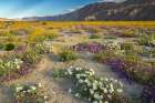USA, California, Anza Borrego Desert State Park. Blooming desert flowers. Art Print
